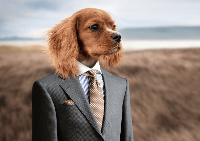 Dog dressed in a suit